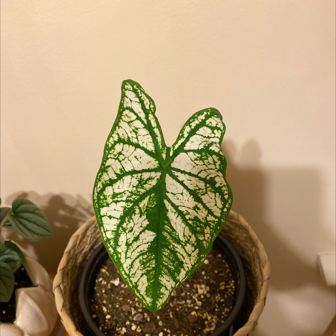 Healthy potted Heart of Jesus (Caladium) plant with striking green and white variegated heart-shaped leaves.