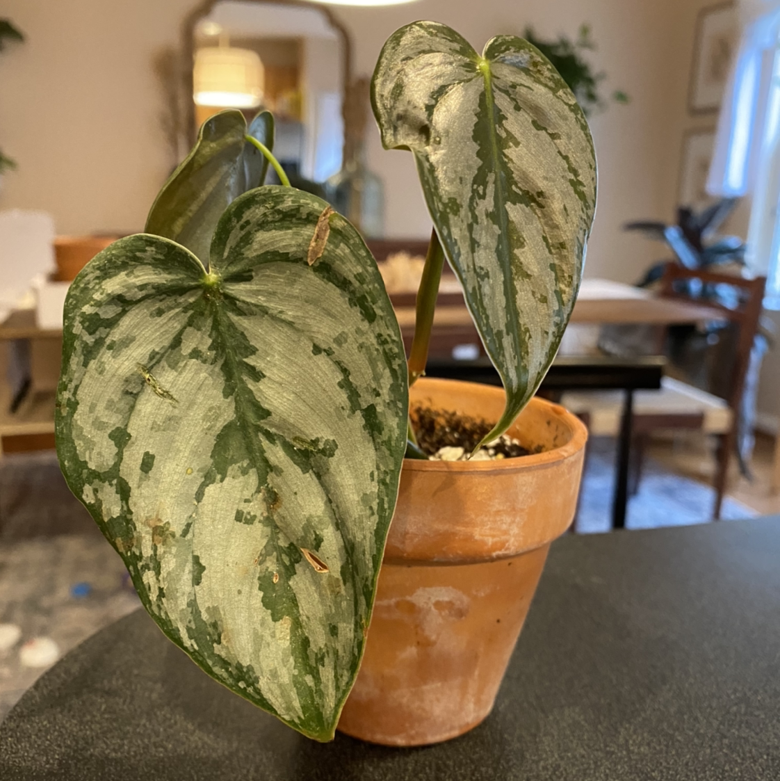 Silver Leaf Philodendron in a terracotta pot with variegated leaves.