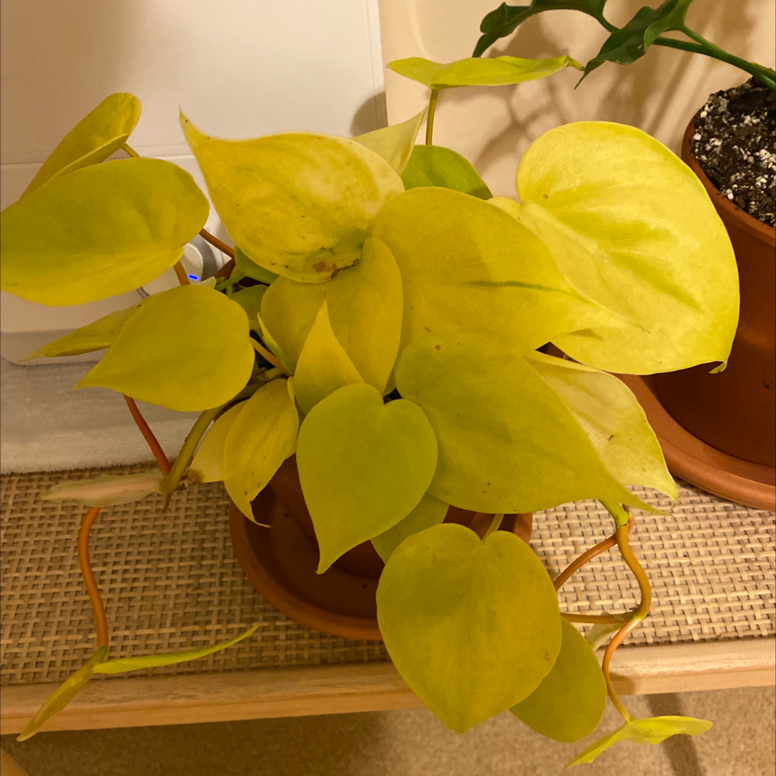 Philodendron Lemon Lime plant with vibrant yellow leaves in a pot on a woven surface.