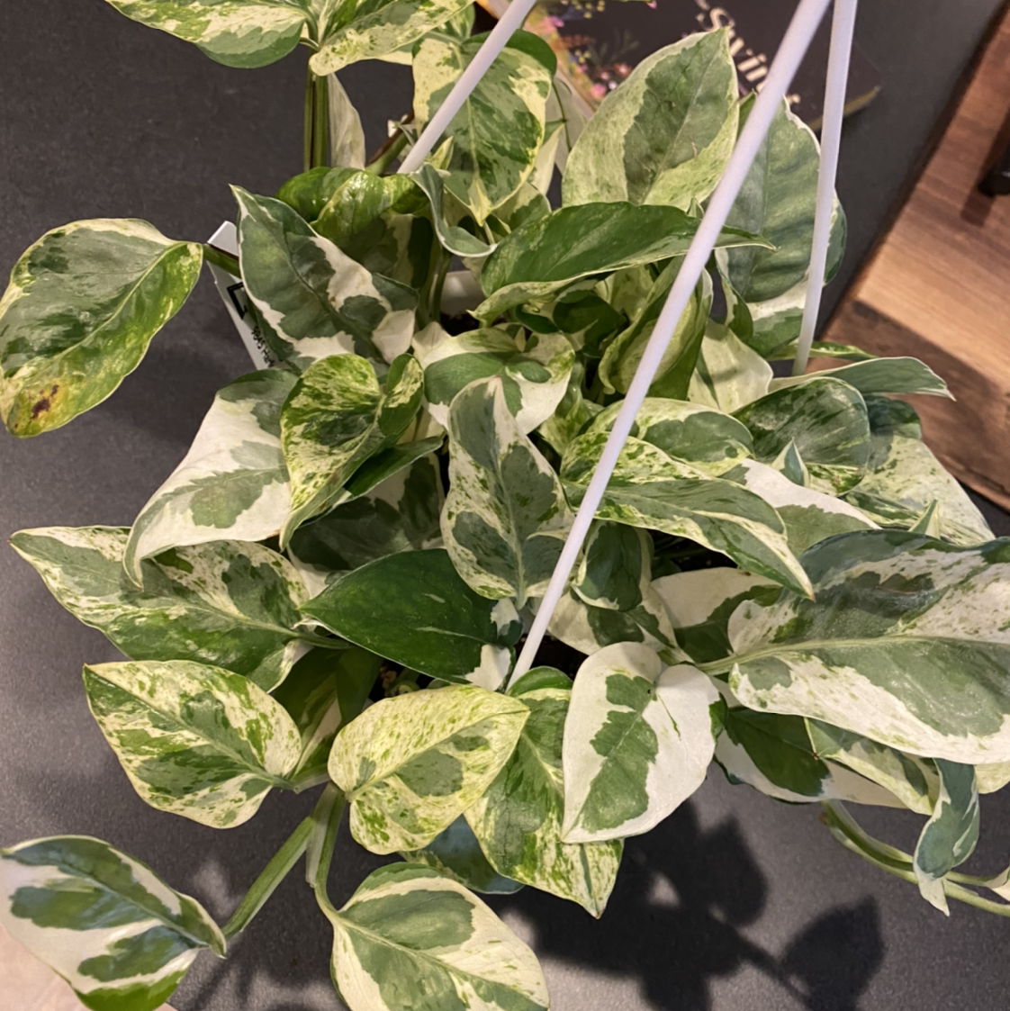 Pearls and Jade Pothos plant in a hanging pot with variegated green and white leaves.