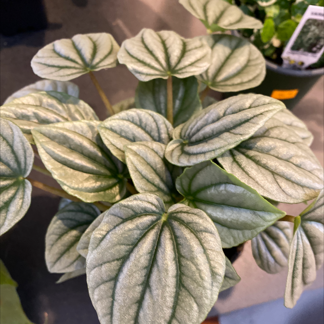Silver Ripple Peperomia plant with healthy, textured leaves.