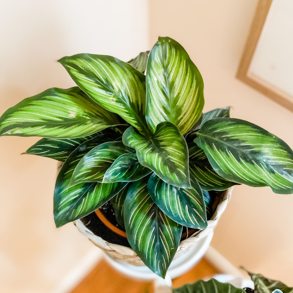 Calathea 'Beauty Star' plant with vibrant green leaves and light green stripes.