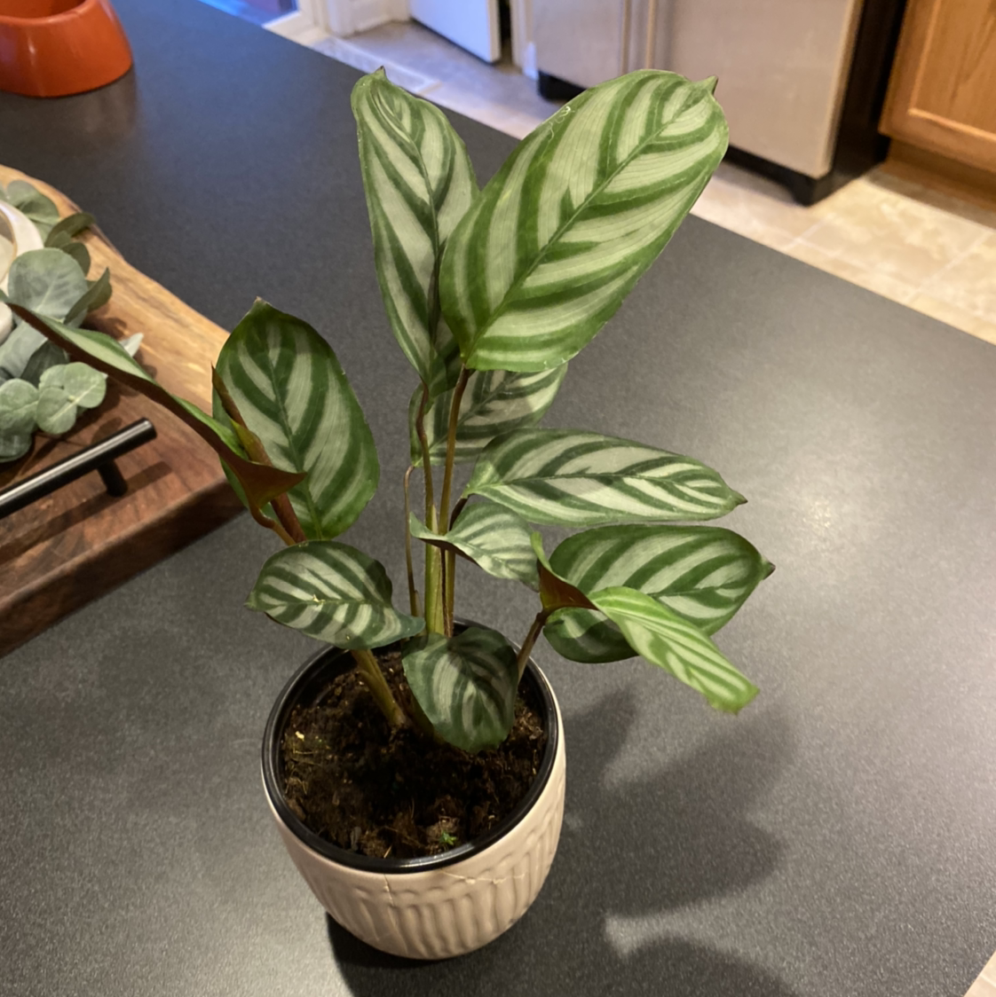 Healthy Fishbone Prayer Plant with vibrant green striped leaves in a white ceramic pot, on a gray surface indoors.