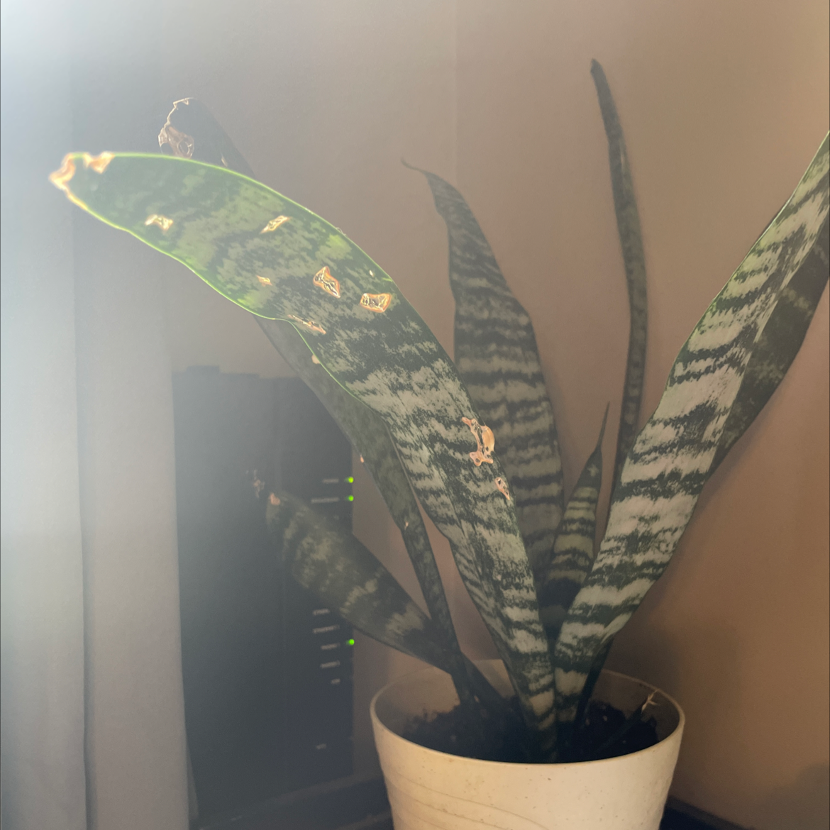 Snake Plant plant photo by Sarah named Bertha on Greg, the plant care app.