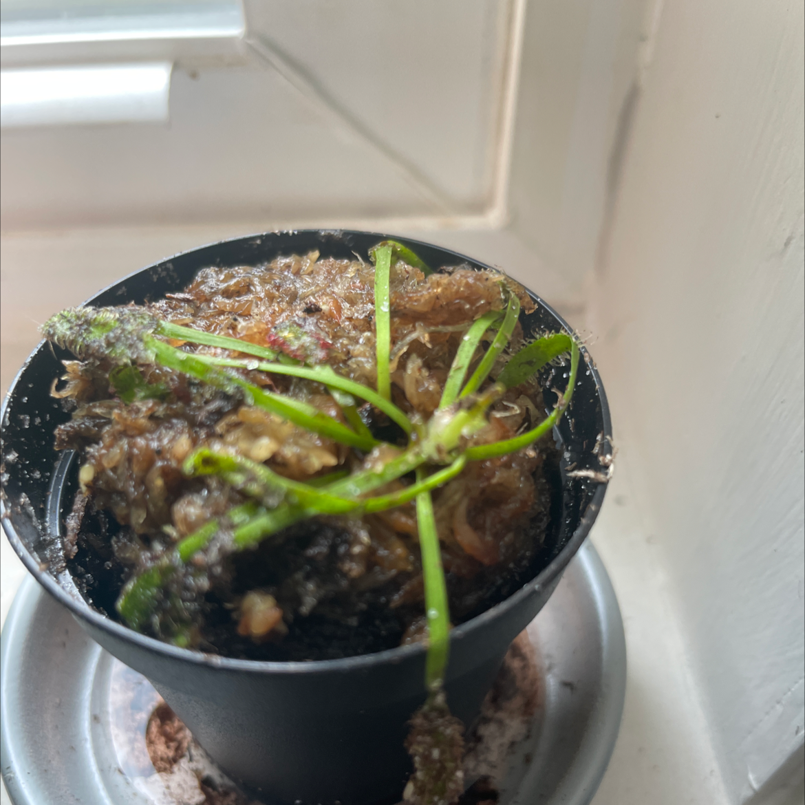 Photo of the plant species Drosera capensis 'Bot River' by Sarah named Todd on Greg, the plant care app