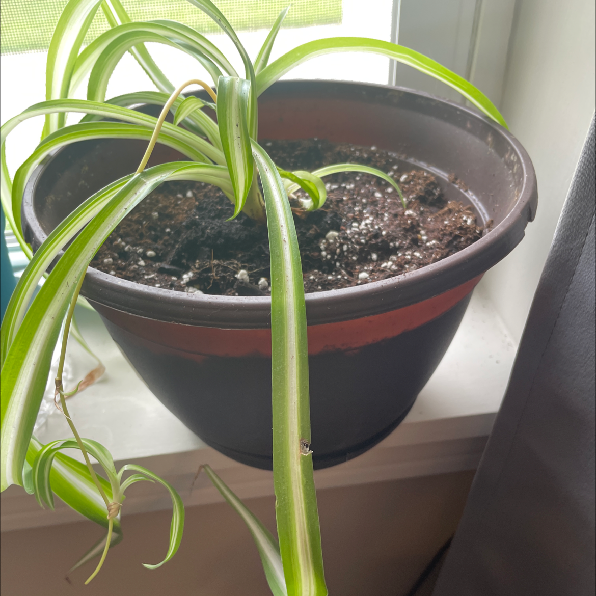 Spider Plant plant photo by Sarah named Azerath on Greg, the plant care app.