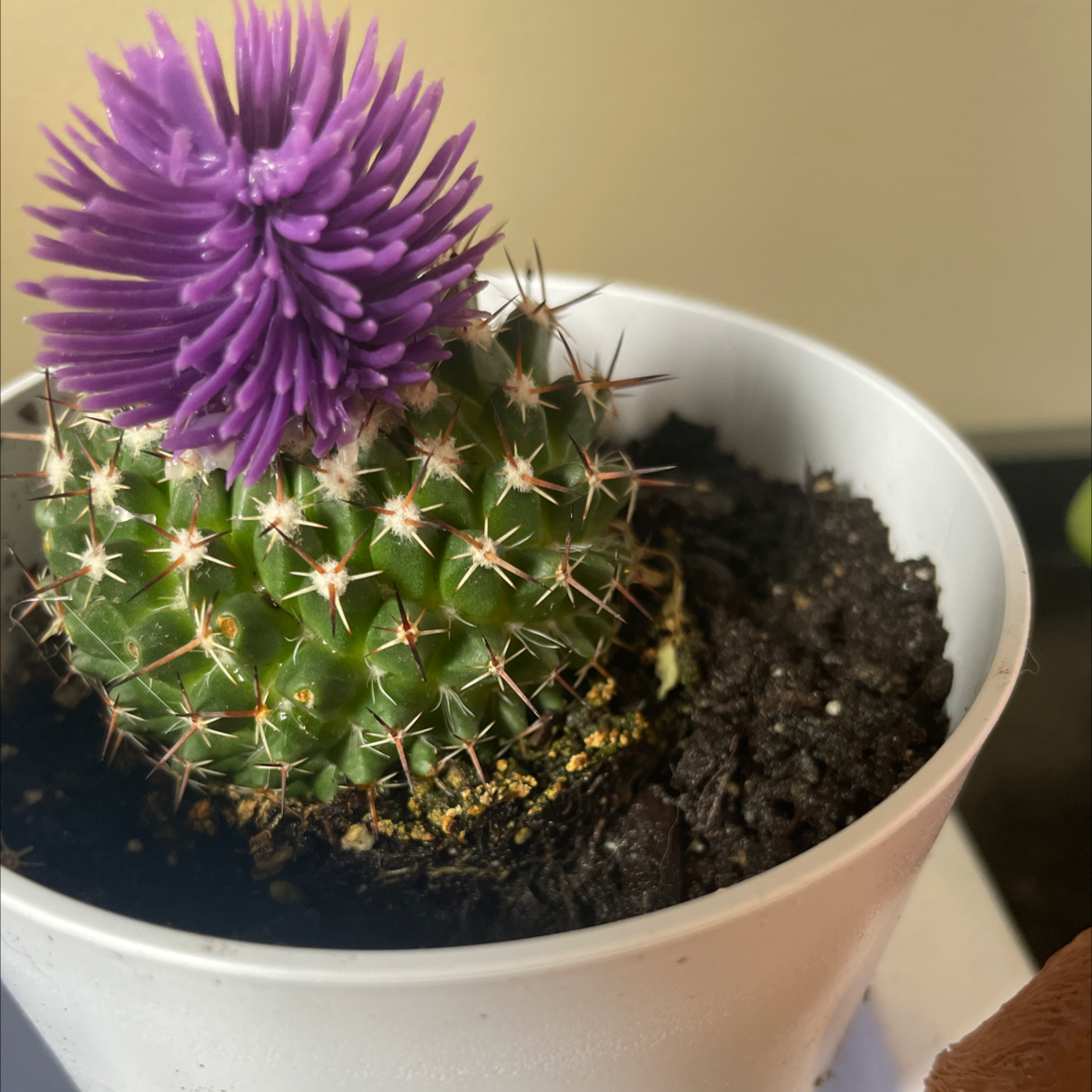 Chihuahuan Beehive plant photo by Sarah named Greg on Greg, the plant care app.