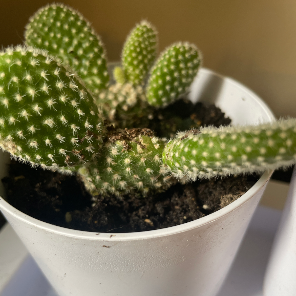 Bunny Ears Cactus plant photo by Sarah named Peter on Greg, the plant care app.