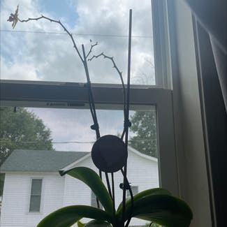 orchid plant in Warren, Indiana