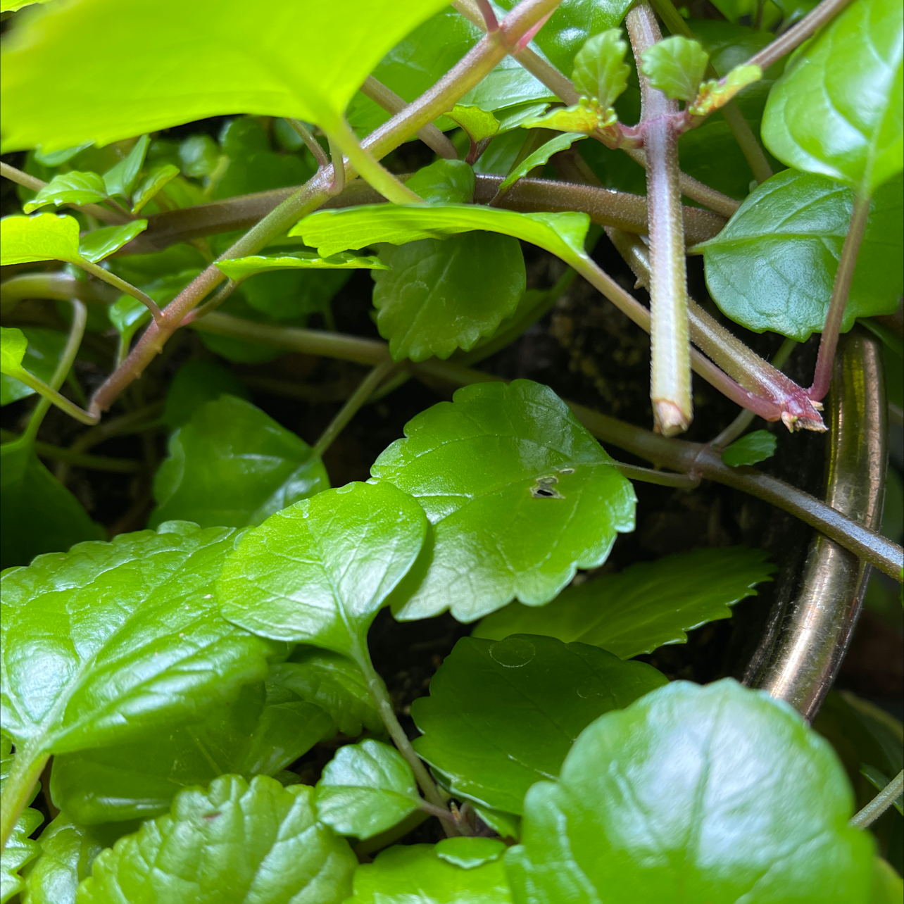Photo of the plant species Swedish Ivy by @Manuelmarsha named Form of Ivy on Greg, the plant care app