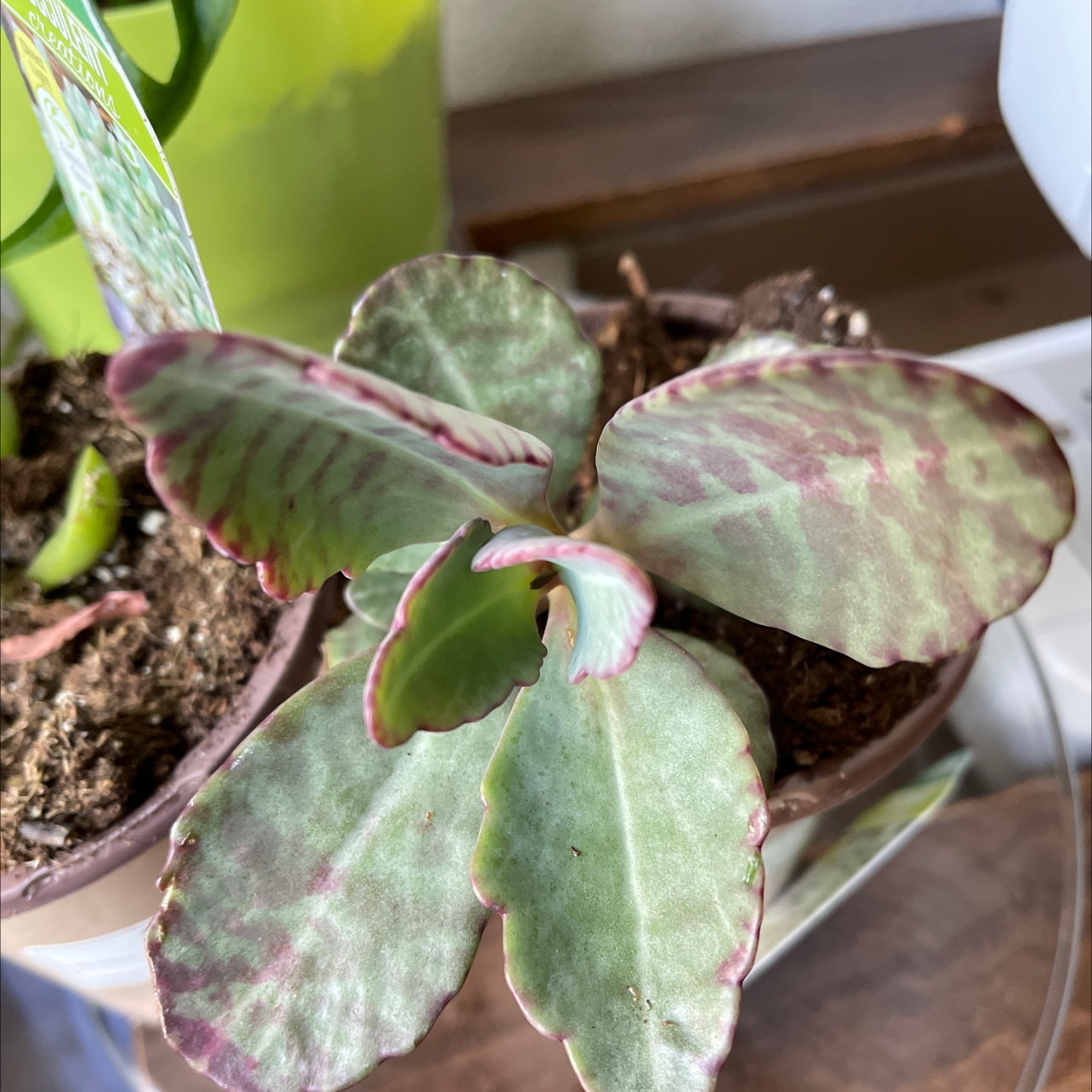 Photo of the plant species Donkey Ears by @Manuelmarsha named Succulent on Greg, the plant care app