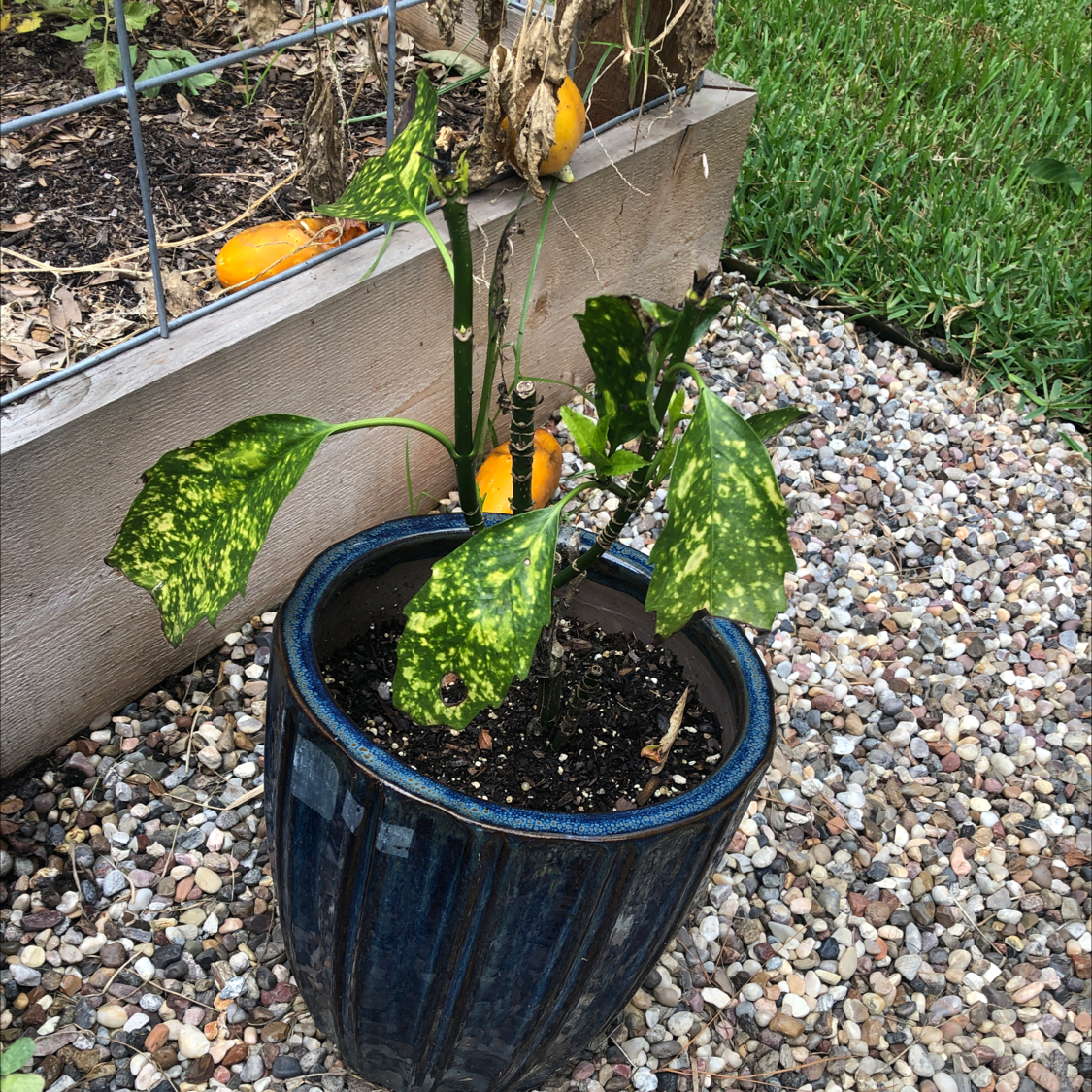 Close up of a healthy potted Japanese Laurel plant with dark green leaves and yellow spotting, in a blue ceramic pot.