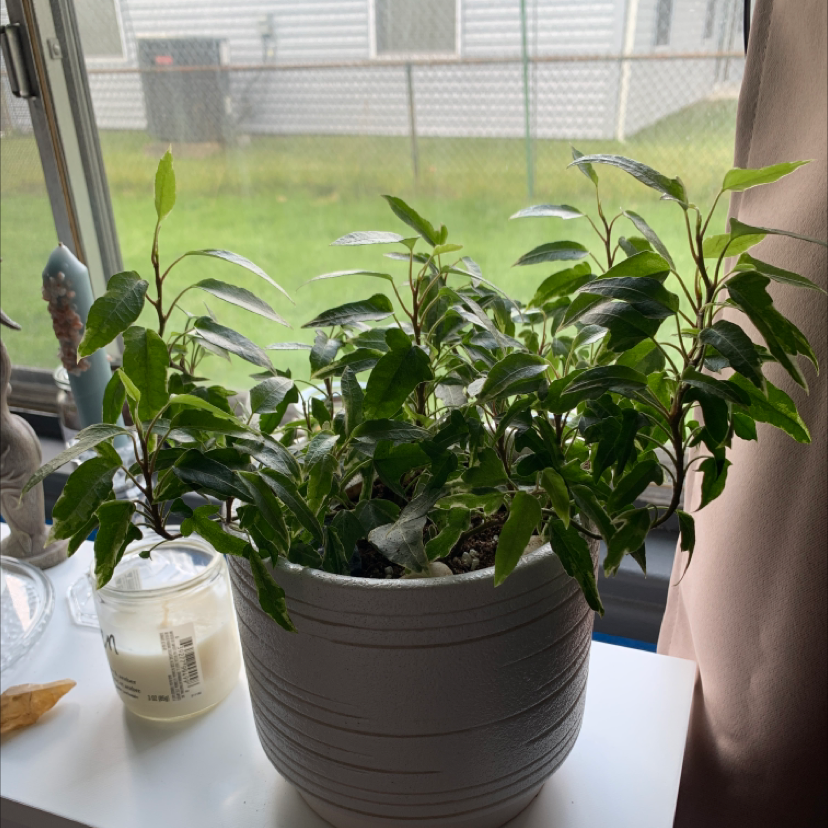 variegated ivy plant photo by @jinx named Baekhyun on Greg, the plant care app.