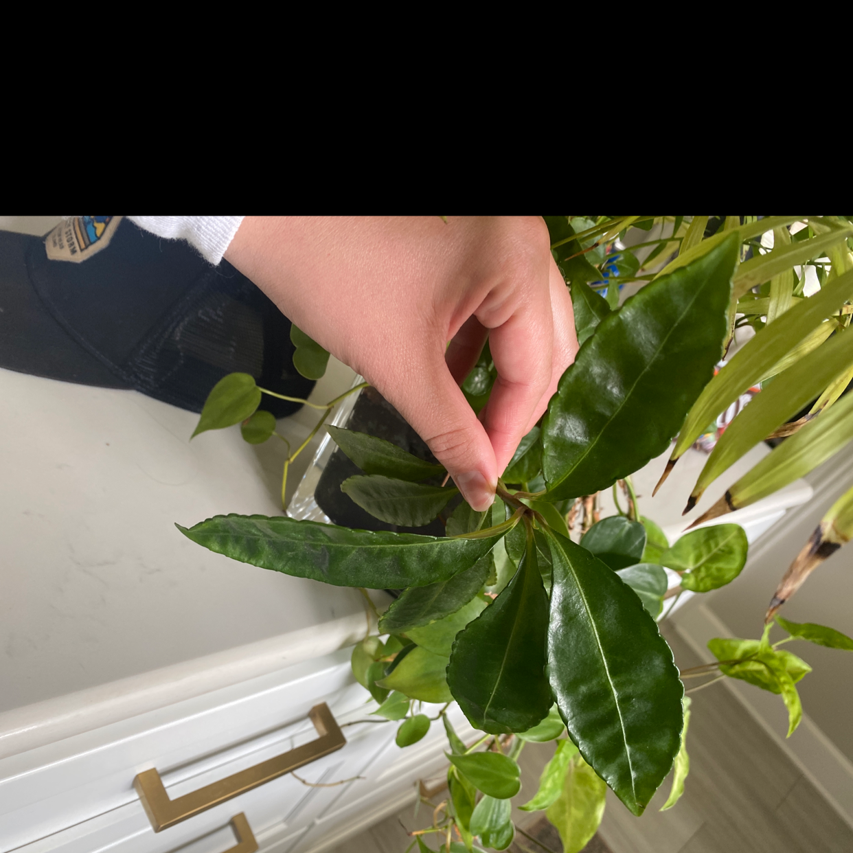 Hand holding a leaf of a Christmas Berry plant with glossy green leaves indoors.