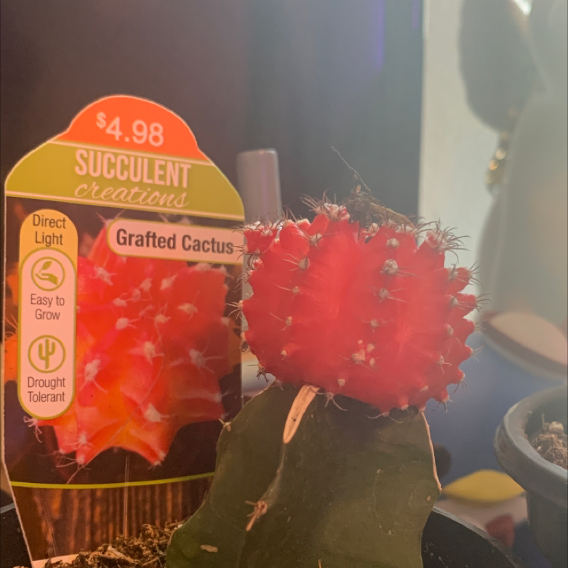 Moon Cactus plant photo by @LilypadSYL named Bo on Greg, the plant care app.