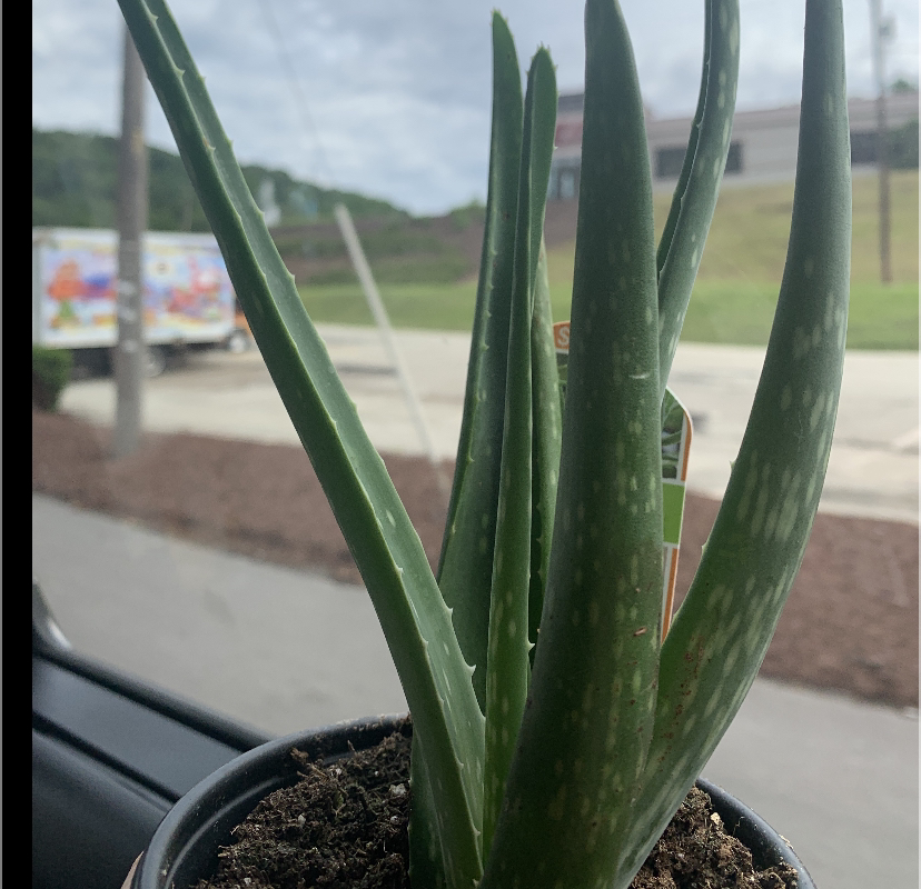 Aloe vera plant photo by @LilypadSYL named Allen on Greg, the plant care app.
