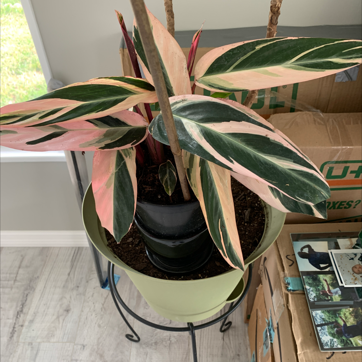 Never Never Plant with variegated leaves in a pot, soil visible.