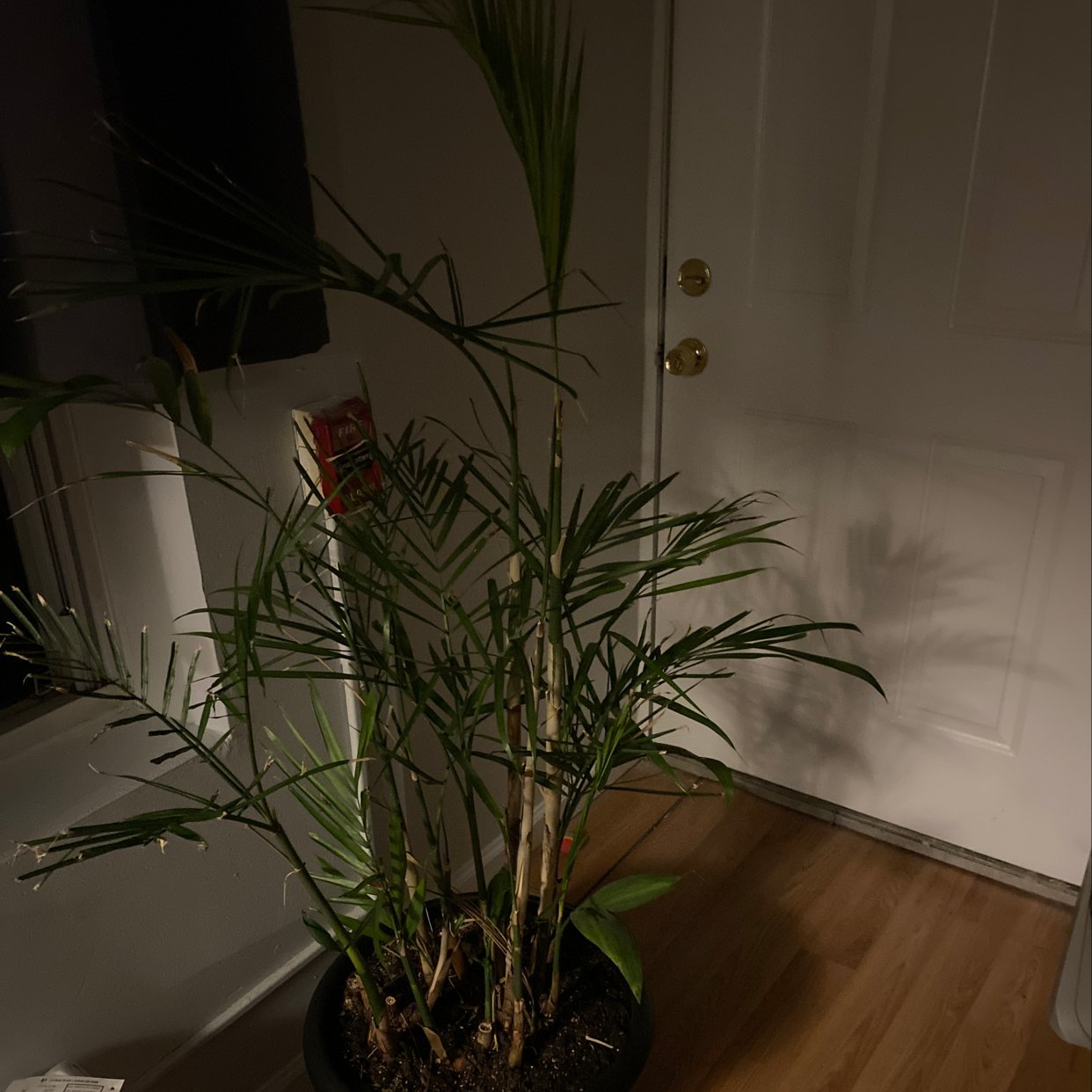 Bamboo Palm plant in a pot indoors with some leaves showing potential signs of stress.