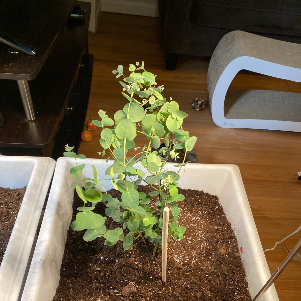 Healthy young Silver Dollar Tree in white pot with distinctive round silvery green leaves, situated on soil in tray indoors.