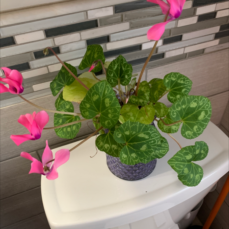 Healthy Persian cyclamen plant with vibrant green patterned leaves and pink flowers in a purple pot.