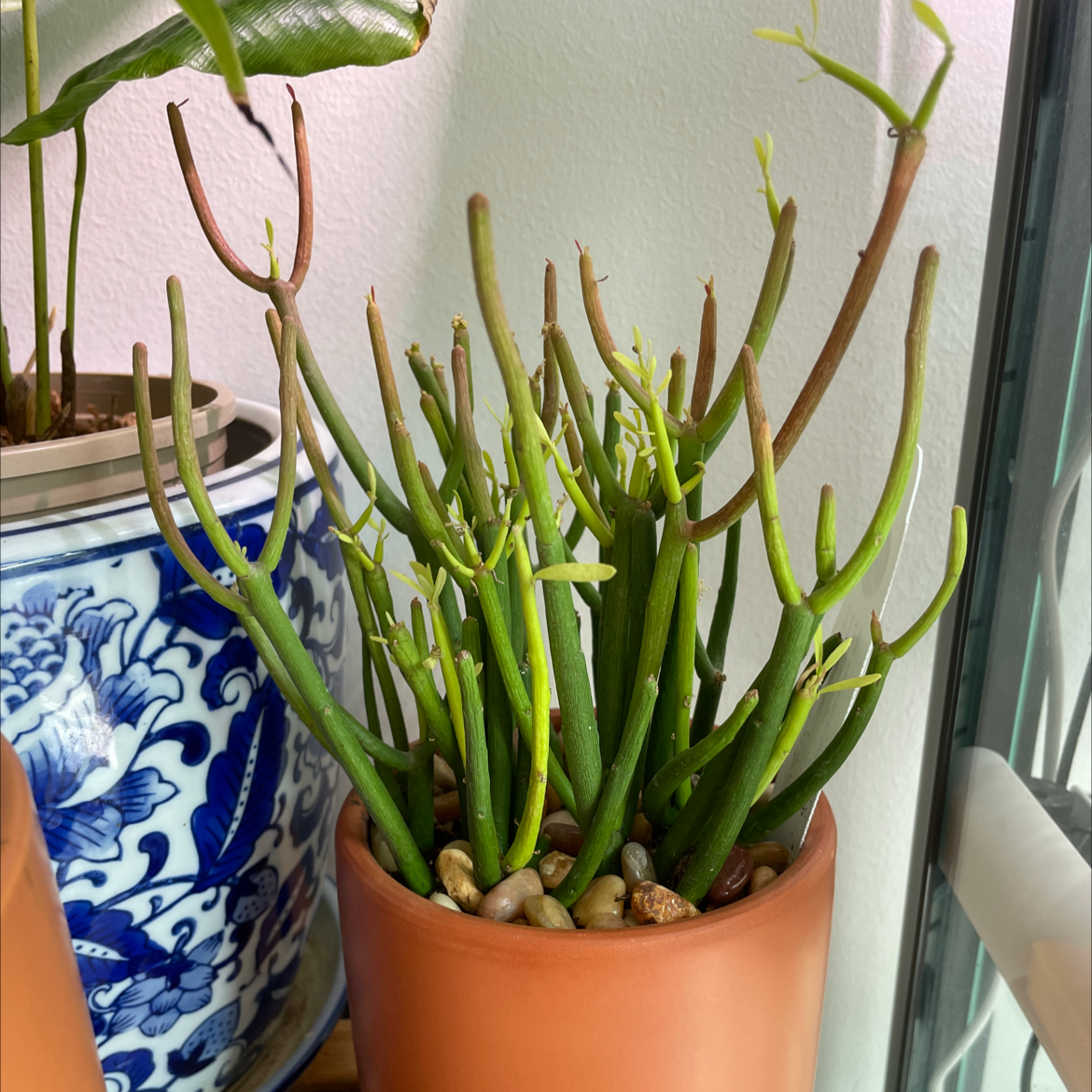 Pencil Cactus (Euphorbia tirucalli) in a pot with some browning stems.