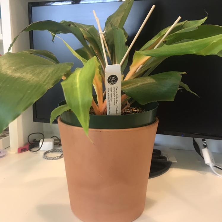 Mandarin Plant plant photo by @jschu named Cavalli on Greg, the plant care app.