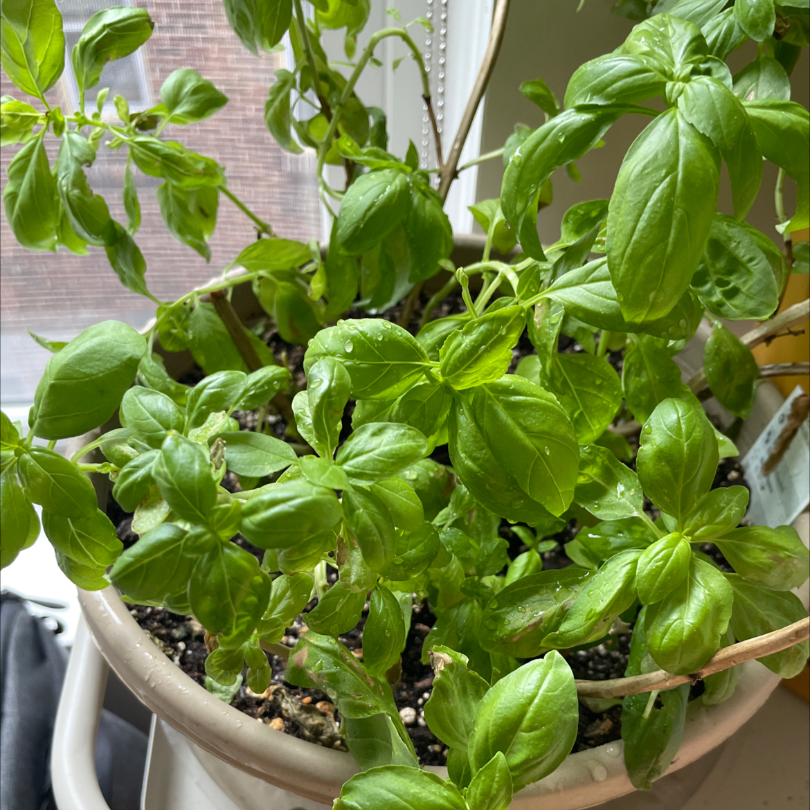 Sweet Basil plant in a pot with green, healthy leaves.
