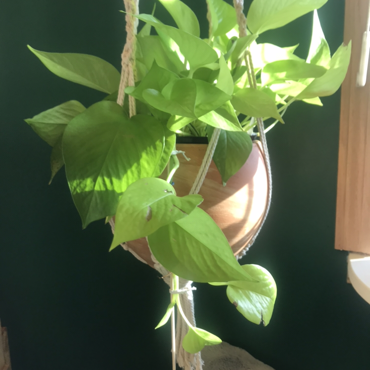 Neon Pothos plant in a hanging pot with vibrant green leaves, well-lit and healthy.