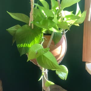 Neon Pothos plant photo by @jschu named Dela on Greg, the plant care app.
