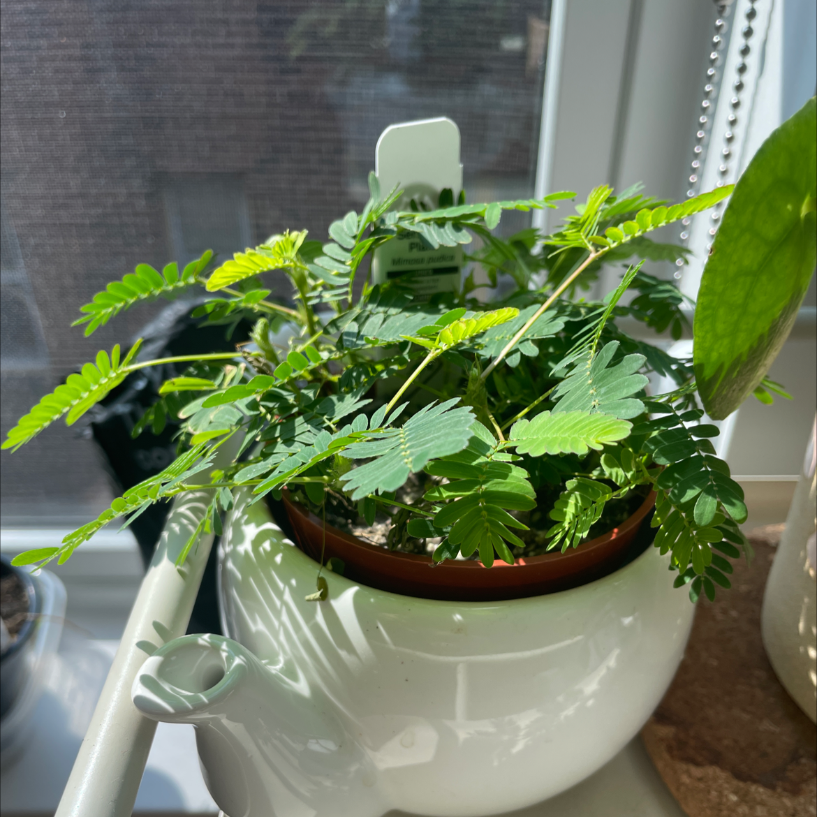 Sensitive Plant (Mimosa pudica) in a pot on a windowsill, healthy green leaves.