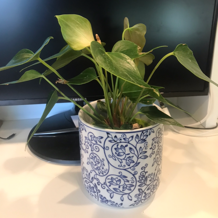 A healthy anthurium plant with glossy green heart-shaped leaves in a blue and white ceramic pot, showing slight leaf yellowing.