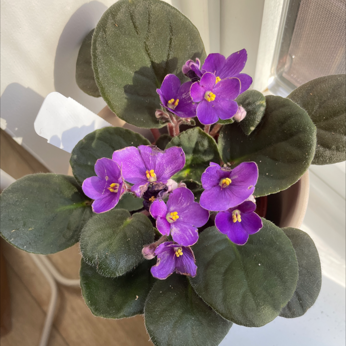 Kenyan Violet plant with vibrant purple flowers and dark green leaves.