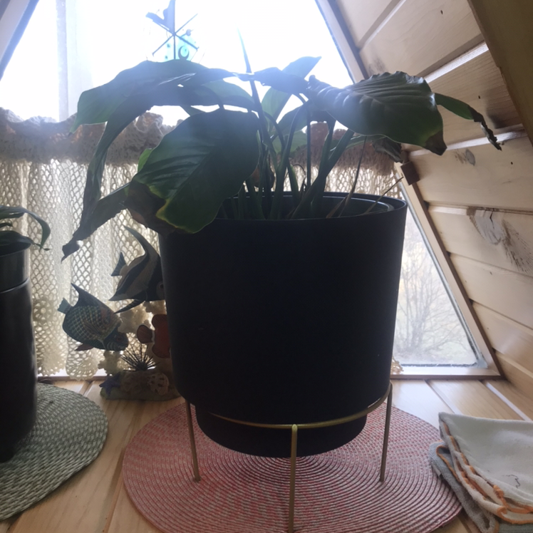 Healthy, glossy peace lily plant with large green leaves in a black pot on a table, backlit by window light.