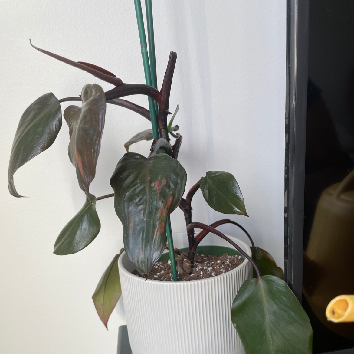 Thriving Blushing Philodendron in white pot with dark green and burgundy leaves, no visible health issues.