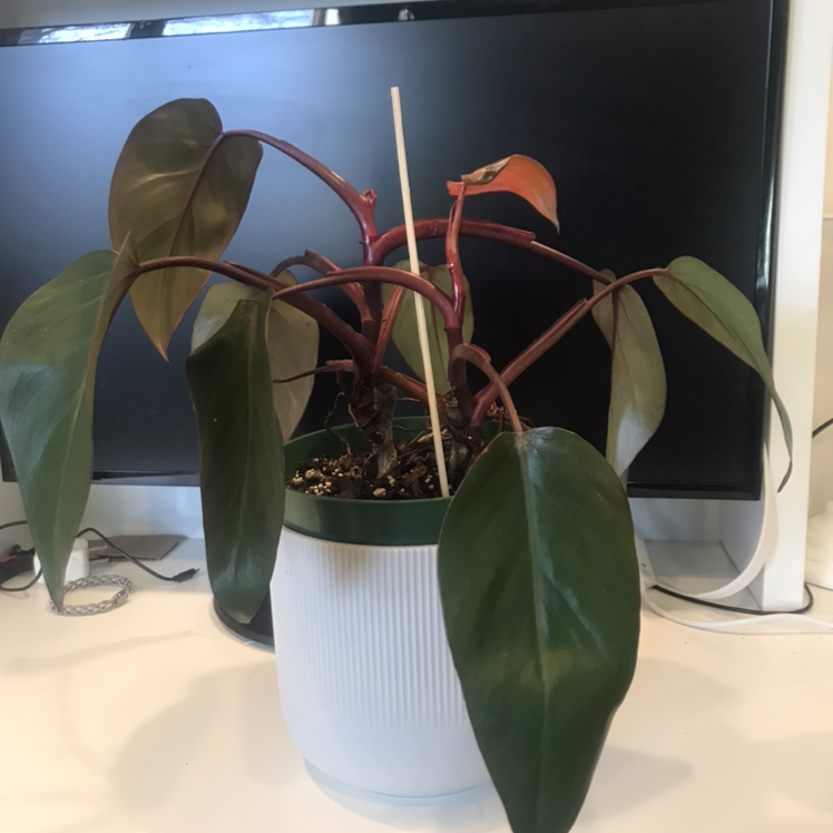 Pink Princess Philodendron plant photo by @jschu named Chanel on Greg, the plant care app.