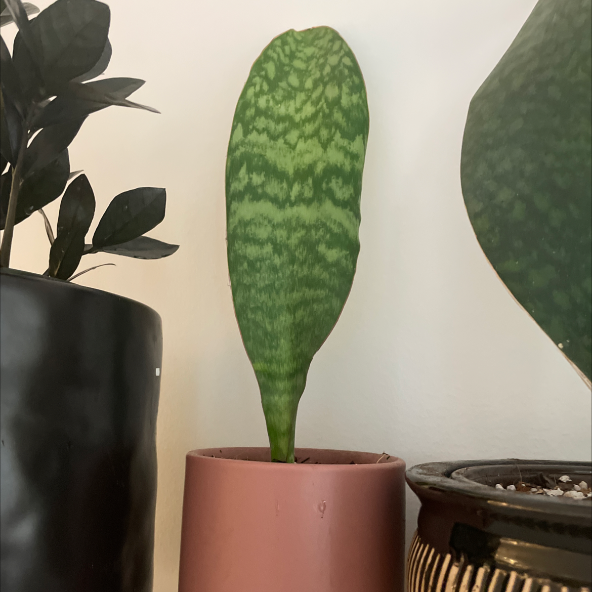 Whale Fin Snake Plant in a pink pot, appears healthy with no visible soil.
