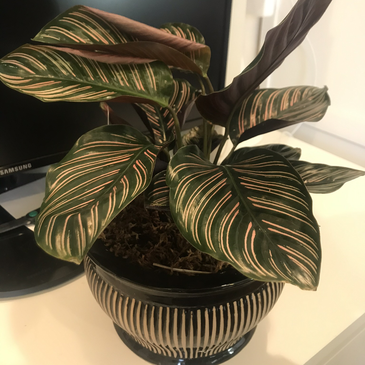 Pinstripe Calathea plant in a decorative pot with distinctive striped leaves.