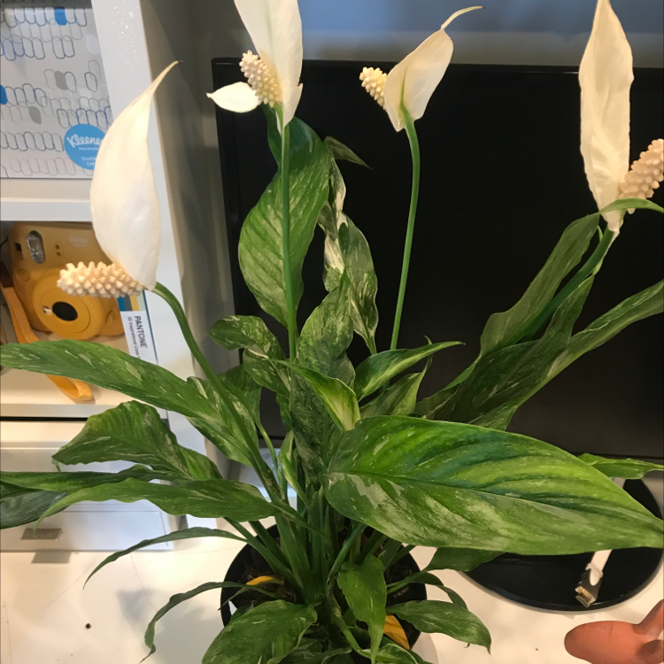 Variegated Peace Lily with white flowers and variegated green leaves in a pot.