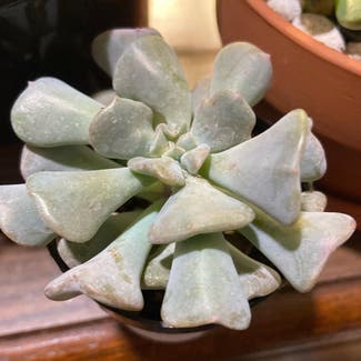 Echeveria 'Cubic Frost' plant in Somewhere on Earth