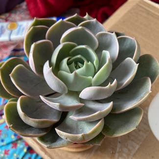 Echeveria Lotus plant in Somewhere on Earth