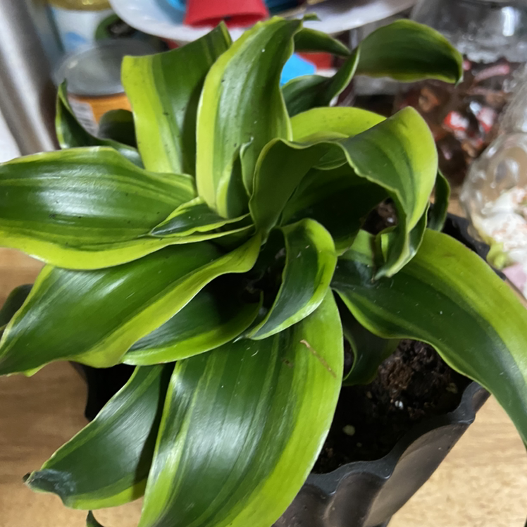 Dracaena 'Tornado' plant with vibrant green leaves and yellow edges in a black pot.