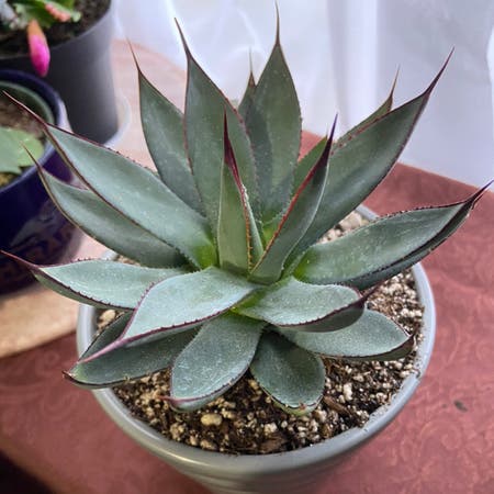 Photo of the plant species Agave Blue Ember by Amacmama named Ember on Greg, the plant care app