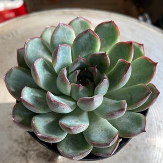 Echeveria 'Ruby Kissed' plant in Somewhere on Earth