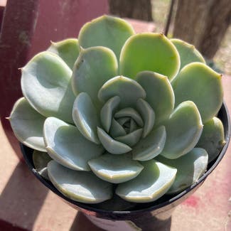 Echeveria 'Arctic Ice' plant in Somewhere on Earth