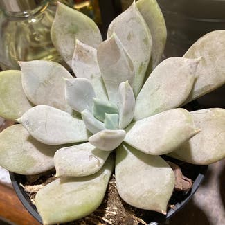 Pachyphytum 'Margrit' plant in Somewhere on Earth