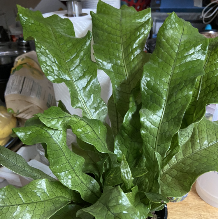 Photo of the plant species Crocodile Fern by @amacmama named Croc on Greg, the plant care app