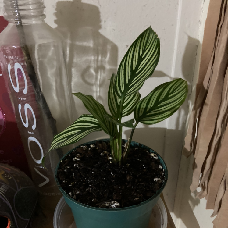 Photo of the plant species Calathea Vittata by @amacmama named Akari on Greg, the plant care app