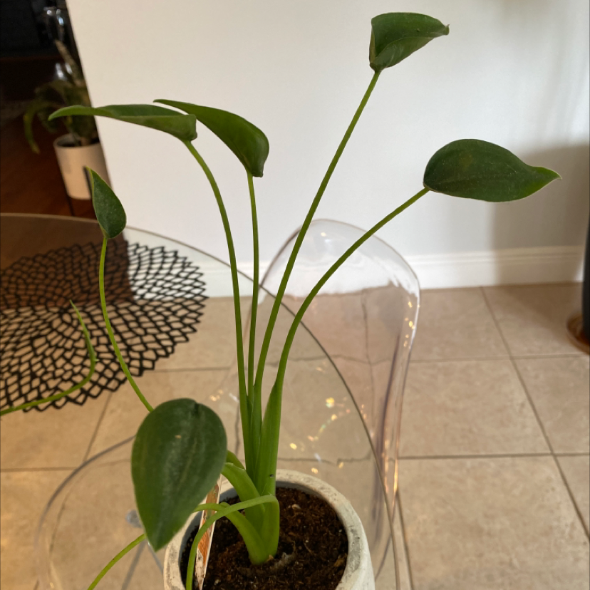 Potted Tiny Dancer plant with green leaves on long stems, healthy appearance.