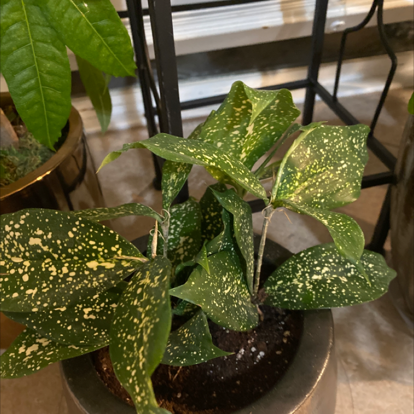 Dracaena 'Florida Beauty' plant in a pot with green leaves speckled with yellow.