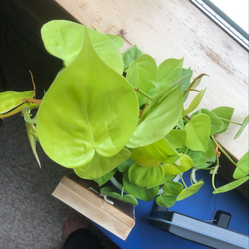 Healthy, green Heartleaf Philodendron plant with heart-shaped leaves, examined by a human hand. No signs of disease or discoloration.